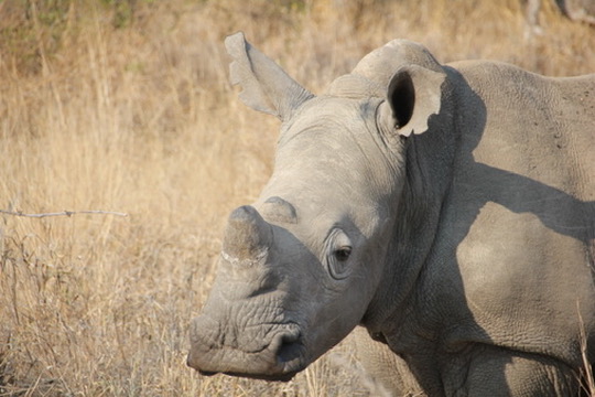 Timbavati Private Nature Reserve, South Africa